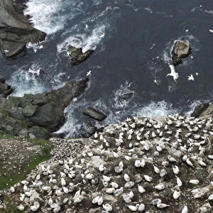 Looking down cliffs onto Northern gannet (Morus bassanus) colony, Noup of Noss Nature Reserve