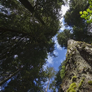 Low angle view of trees in the Hoh Rainforest, Hall of Mosses Trail, Olympic National Park