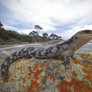 Lizards Collection: Fire Skink