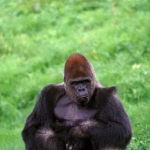 Lowland gorilla adult male silverback in zoo, USA