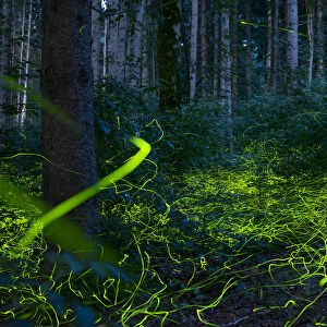 Luminous, glowing light tracks from male Fireflies (Lamprohiza splendidula) in the forest at dusk, Bavaria, Germany, Europe. July