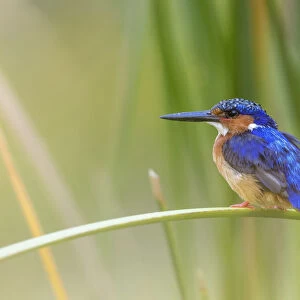 Kingfishers Collection: Malagasy Kingfisher