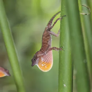 Lizards Collection: Green Anole
