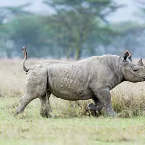 Rhinocerotidae Collection: Related Images
