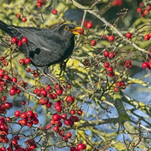 Male Blackbird (Turdus merula) feeding on berries in Hawthorn (Crataegus sp. ) hedgerow, Norfolk, UK. November