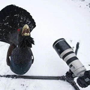 Male Capercaillie (Tetrao urogallus) displaying in front of camera in a wintry pine forest