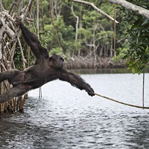 Male Chimpanzee (Pan troglodytes troglodytes) trying to catch fallen fruits using stick