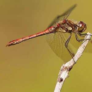 Male Common darter dragonfly (Sympetrum striolatum) resting on the end of a twig