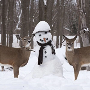 Male and female White-tailed deer (Odocoileus virginianus) with snowman, New York, USA
