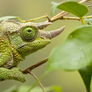 Male Jacksons chameleon (Chamaeleo jacksonii) on tree branch, East Africa