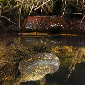 Male Japanese giant salamander (Andria japonicus) emerging from a nest hole in order to breathe