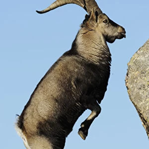 Male Spanish ibex (Capra pyrenaica) standing on hind legs about to jump on rock, Sierra de Gredos