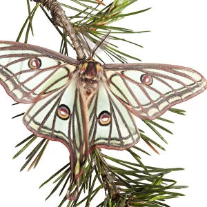 Male Spanish luna / Isabelline moth (Graellsia isabellina) on twig, Queyras Natural Park