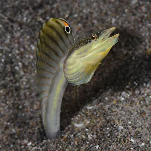 Male Yellowface pike-blenny (Chaenopsis limbaughi), living in abandoned tubeworm holes in sand, flaring its dorsal fin in threat display, Dominica, Eastern Caribbean