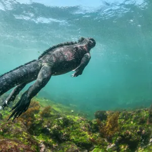 Marine iguana (Amblyrhynchus cristatus) swimming underwater, Fernandina Island, Galapagos