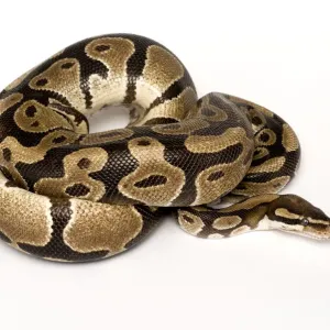 Royal python coiled print Royal python coiled print