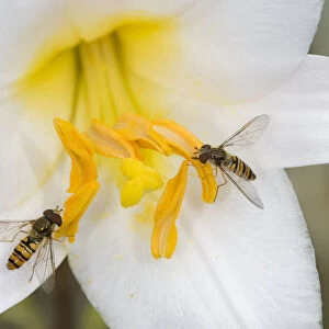 Marmalade hoverflies (Episyrphus balteatus), two feeding on pollen of Dwarf formosa lily