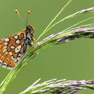 Marsh fritillary {Euphydryas aurinia} butterfly resting on grass, Vealand fram {Devon