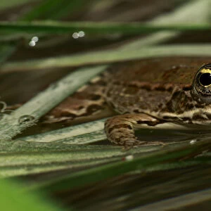 Marsh frog (Rana ridibunda) in water, The Peloponnese, Greece, May 2009
