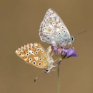 Butterflies Cushion Collection: Chalk Hill Blue