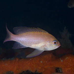 Mediterranean fairy basslet (Anthias anthias) on artificial reef, Larvotto Marine Reserve
