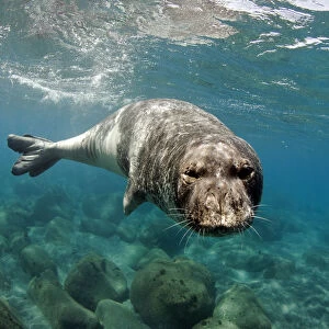 Mediterranean Monk Seal (Monachus monachus) large male of 2