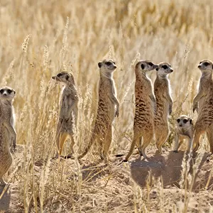 Meerkat (Suricata suricatta) group standing apart, Kgalagadi National Park, South Africa