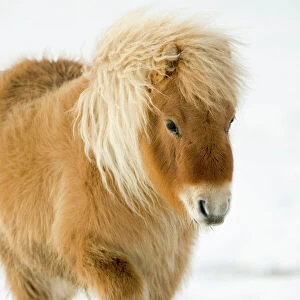 Minature Shetland Pony in snow, UK