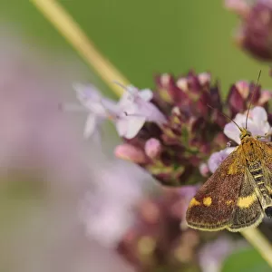 Mint moth (Pyrausta aurata) feeding on Wild marjoram flower (Origanum vulgare), chalk