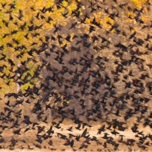 Mixed Blackbird flock, mostly Red-winged Blackbirds (Agelaius phoeniceus), in flight