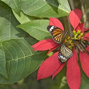 Monarch butterflies (Danaus plexippus), three nectaring on Poinsettia (Euphorbia pulcherrima)