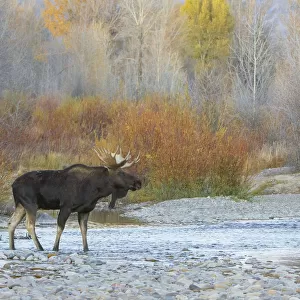 Moose (Alces alces) bull, crossing mountain river after sunset. Grand Teton National Park