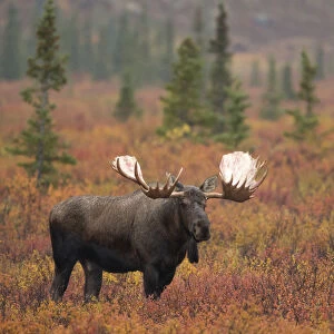 Moose bull (Alces alces) walking in forest clearing, Denali National Park, Alaska