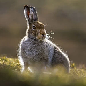 Mountain hare (Lepus timidus) in spring coat, portrait, Monadhliath Mountains, Highlands, Scotland, UK. May