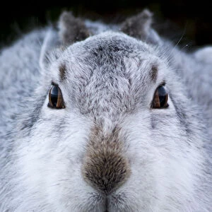 Mountain hare (Lepus timidus) in white winter coat, Cairngorms National Park, Scotland