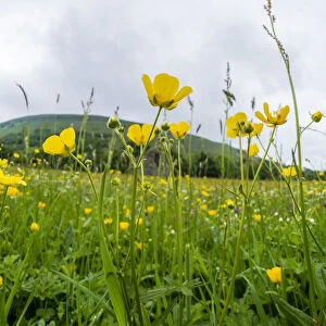 Muker Meadows National Nature Reserve with buttercups, Swaledale, Yorkshire, England, UK