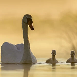 Mute swan (Cygnus olor) swimming with cygnets in misty lake in morning light. Richmond Park