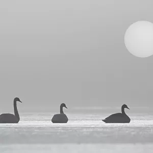 Three Mute Swans (Cygnus olor) on frozen loch in early morning mist, Cairngorms National Park, Scotland, UK