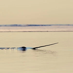 Narwhal (Monodon monoceros) showing tusk above water surface. Baffin Island, Nunavut, Canada, April