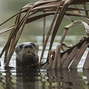 Mustelidae Collection: Neotropical Otter