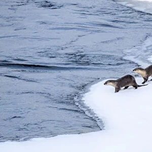 North American river otter (Lutra canadiensis), two standing at edge of frozen Upper