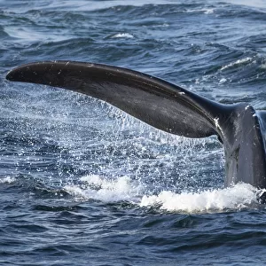 North Atlantic right whale (Eubalaena glacialis) tail fluke, diving to feed in the