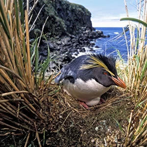 Northern Rockhopper Penguin (Eudyptes moseleyi) on nest, Gough Island, Gough