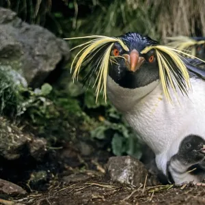 Northern rockhopper penguin (Eudyptes moseleyi) parent with chick. Gough Island, Gough