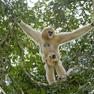 Northern white cheeked gibbon (Nomascus leucogenys) female standing in tree with baby