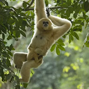 Hylobatidae Jigsaw Puzzle Collection: Northern White-cheeked Gibbon