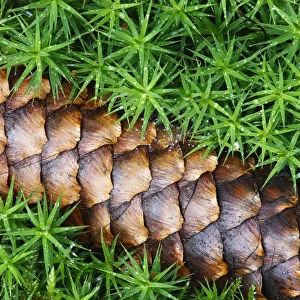 Norway spruce (Picea abies) cone on moss, Brtnicky Hradek, Ceske Svycarsko / Bohemian
