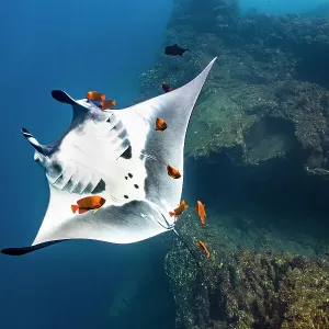 Oceanic manta ray (Mobula birostris) rolling over on its back as it is cleaned by Clarion angelfish (Holacanthus clarionensis), Revillagigedo Islands, Mexico, Pacific Ocean