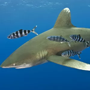 Oceanic whitetip shark (Carcharhinus longimanus) with Pilot fish (Naucrates ductor)