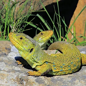 Ocellated or jewelled lizards (Timon lepidus) basking on rocks